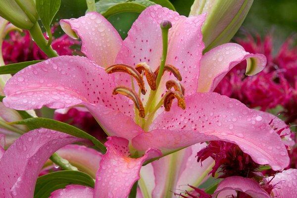 Delicato giglio rosa con gocce di rugiada