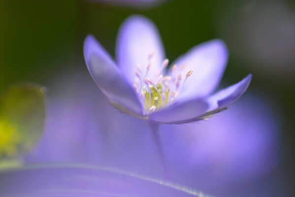 Fiore viola lavato sul campo