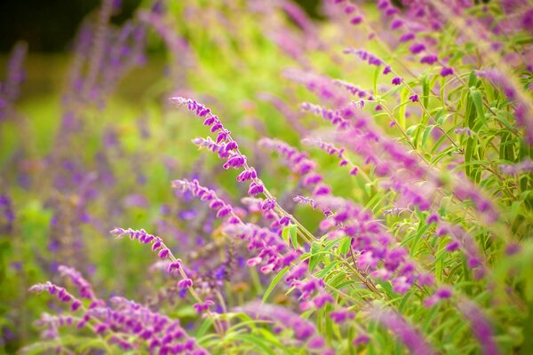 Spighette lilla di salvia in fiore nelle erbe
