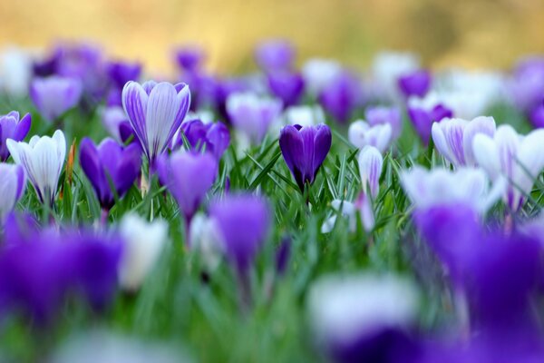 Fiori di croco su sfondo sfocato