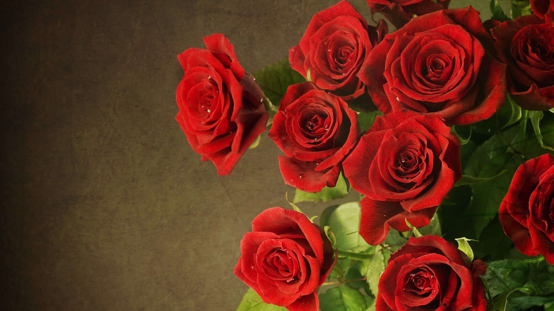 fiori rose rossi