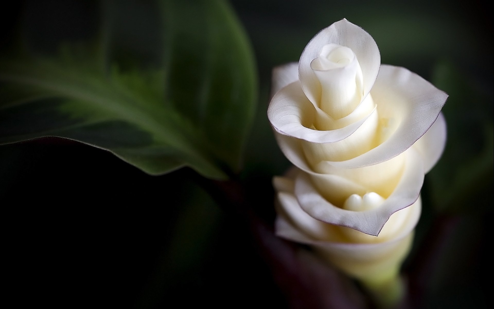fiori tenerezza macro petali