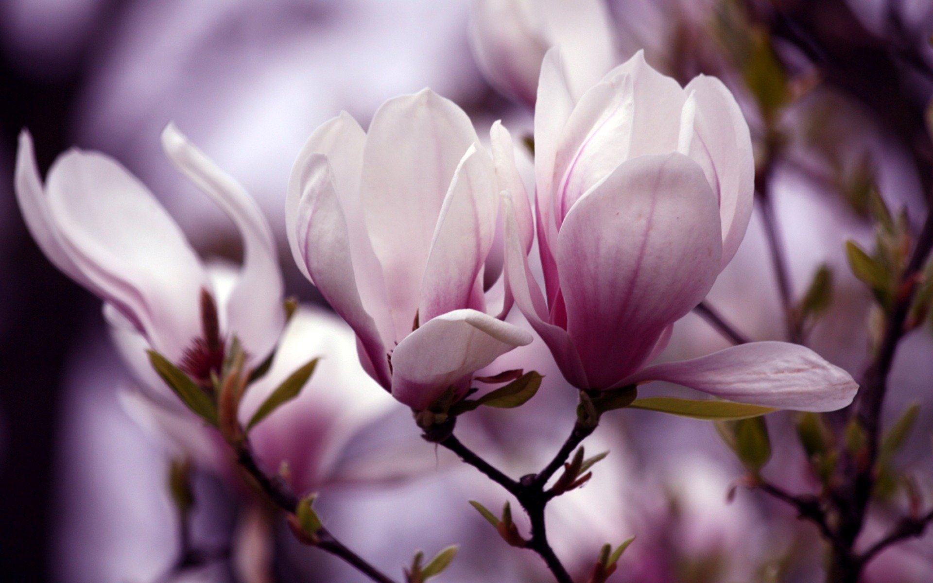 fiori fioritura magnolia ramoscello petali