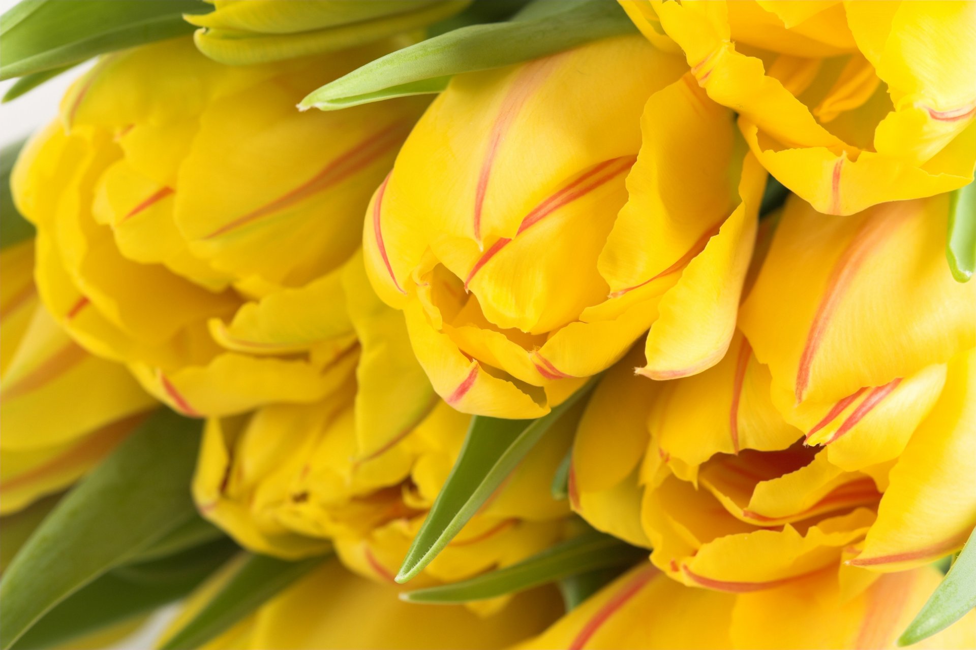 fiori tulipani carta da parati primavera bud molti giallo