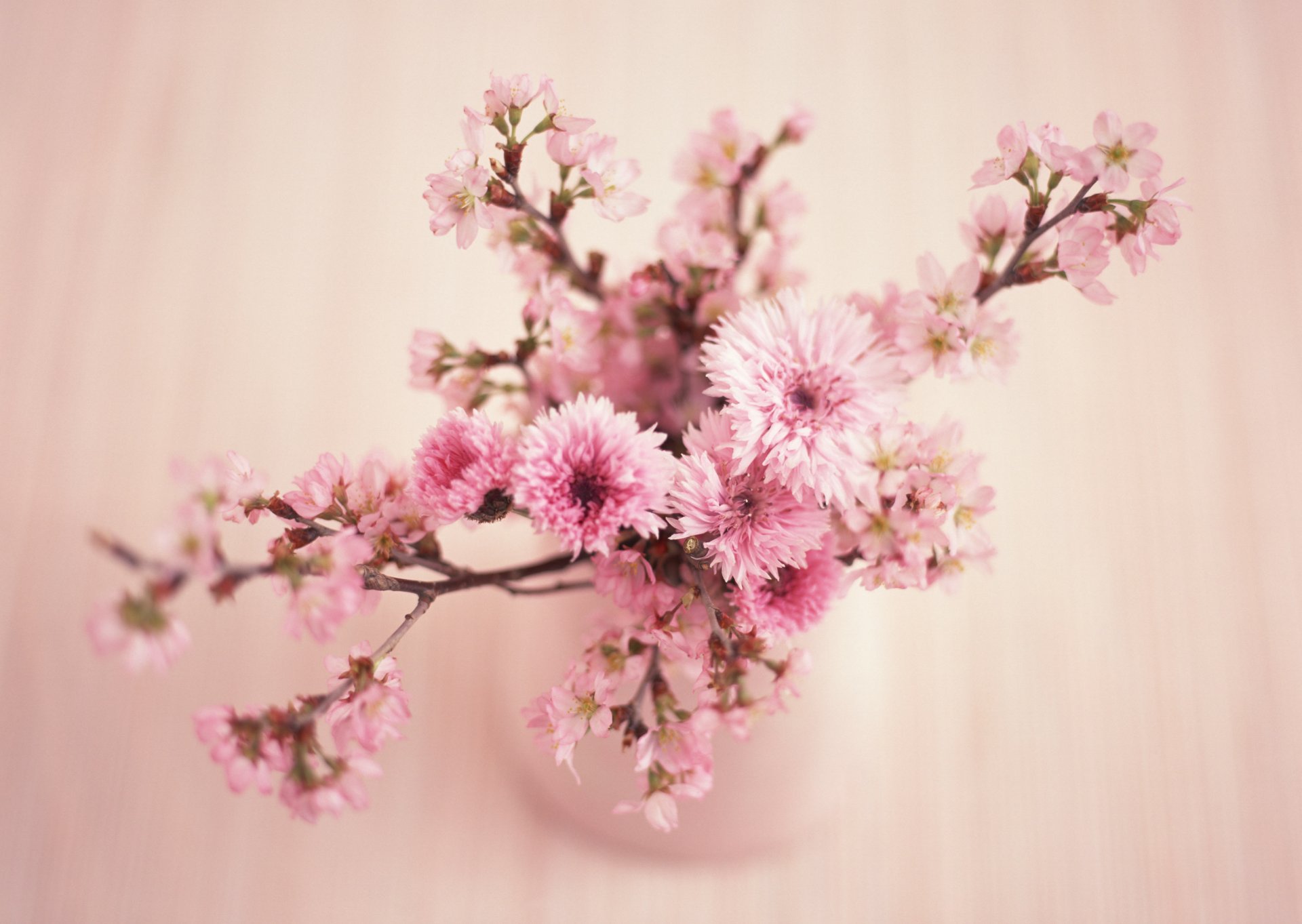 bellezza fiori rosa fiore