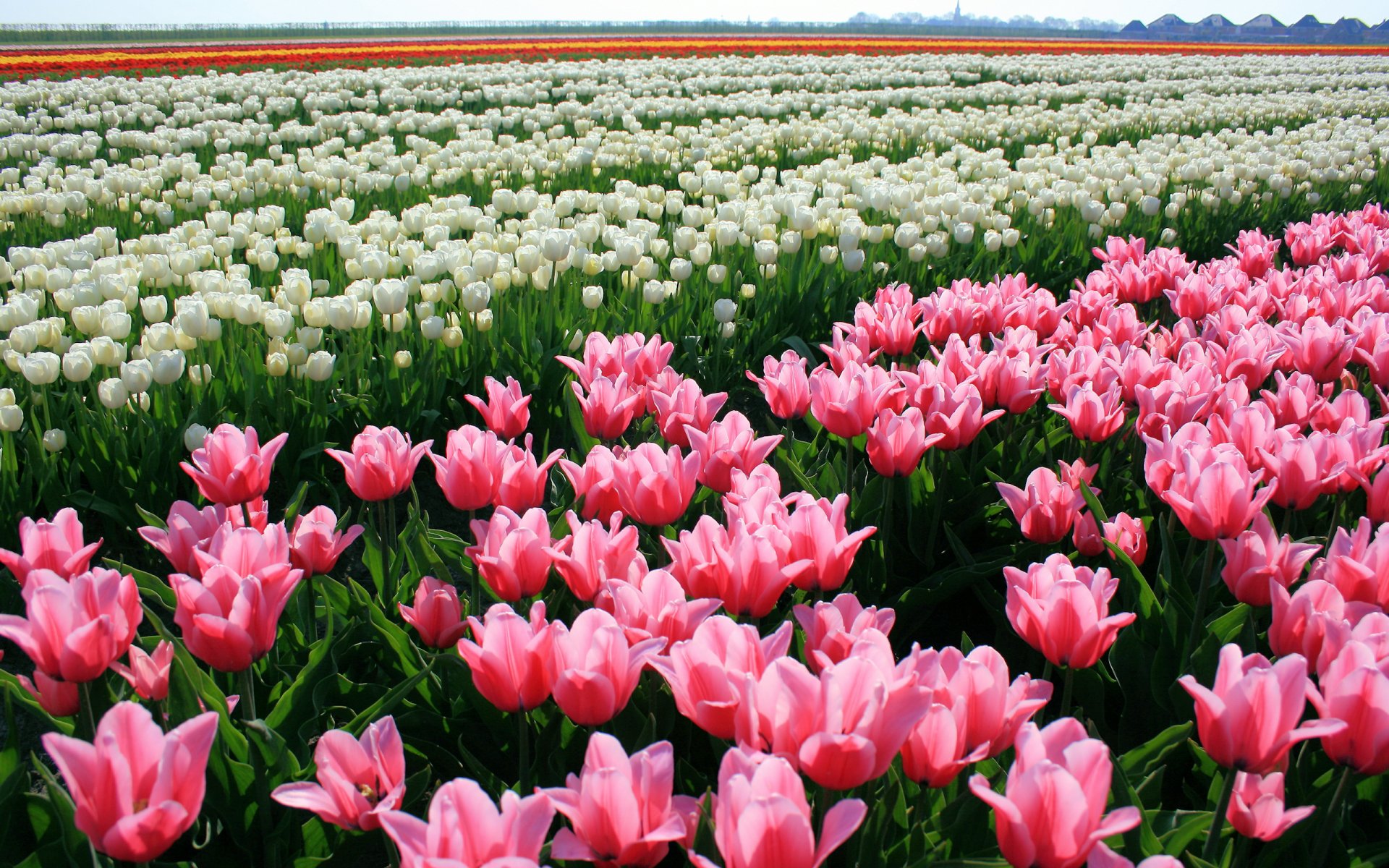 tulipani fiori boccioli piantagione natura