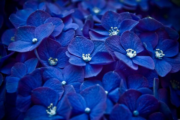 Blu succoso di enormi fiori