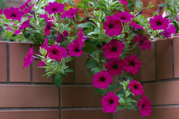 Qualsiasi petunia in una pentola o in un cestino decorerà il Giardino