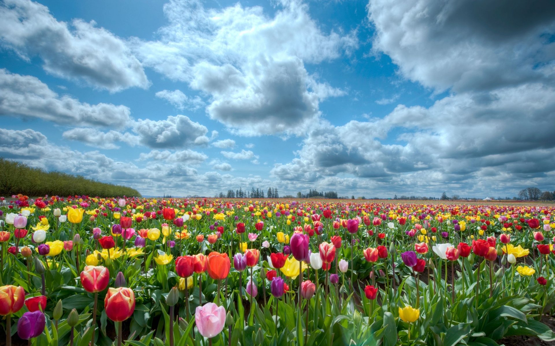 natura campo cielo tulipani