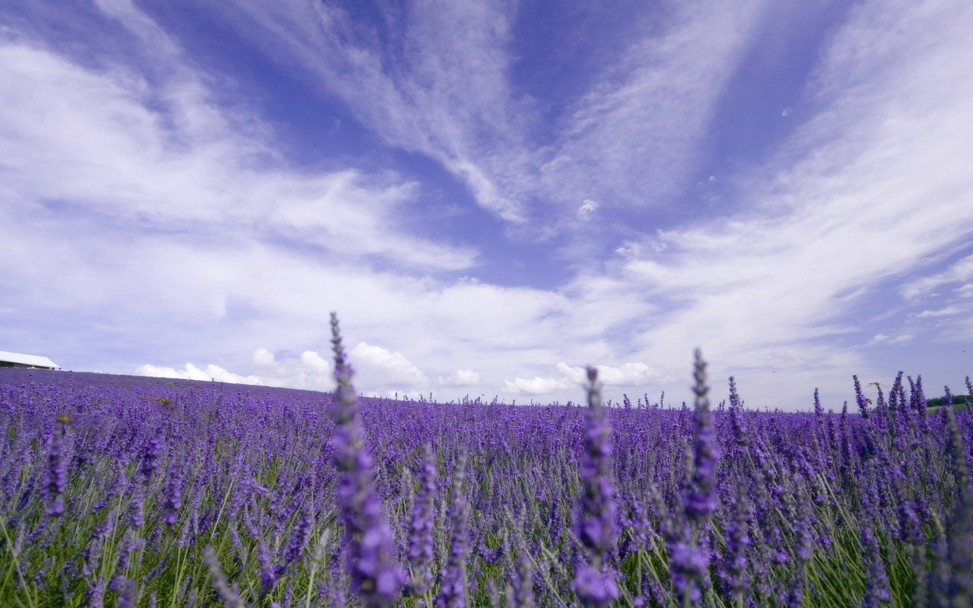 natura campo fiori lavanda cielo nuvole