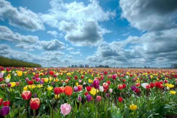 Bellissimo campo di tulipani in estate