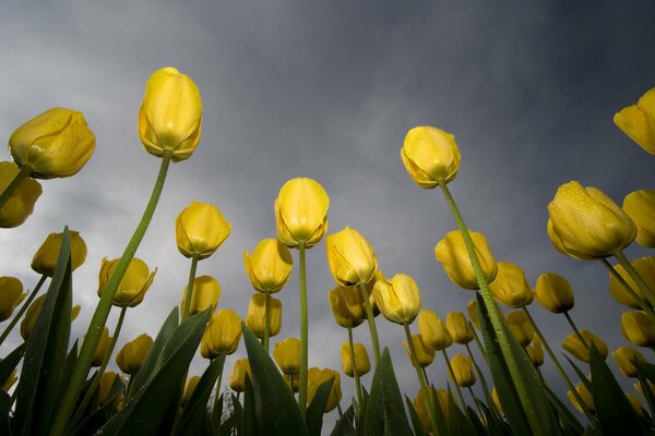 I tulipani raggiungono l altezza verso il cielo grigio
