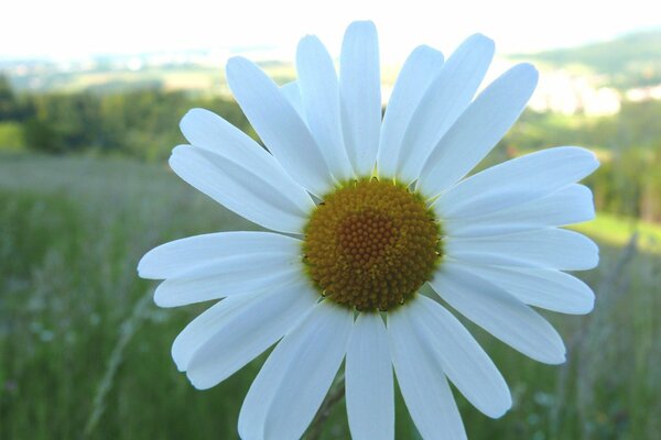 Grande Margherita in campo verde