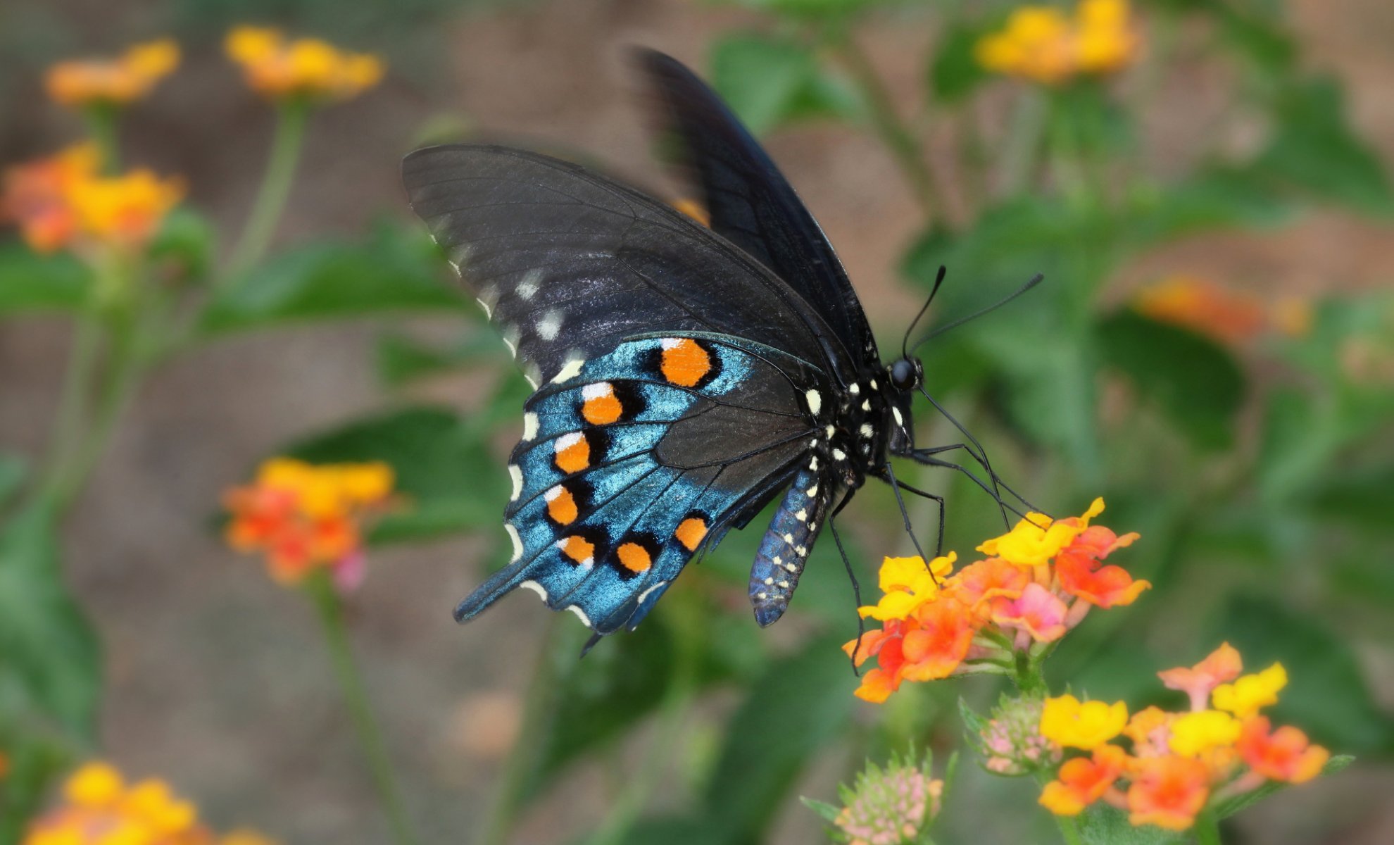natura fiore farfalla falena