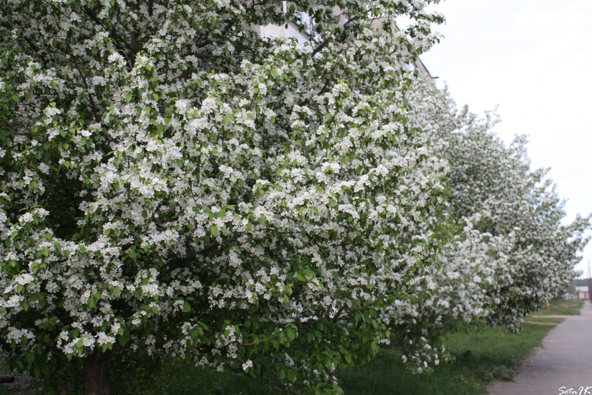 melo fiori bianco