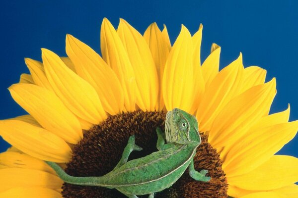 Piccola lucertola su un fiore di girasole
