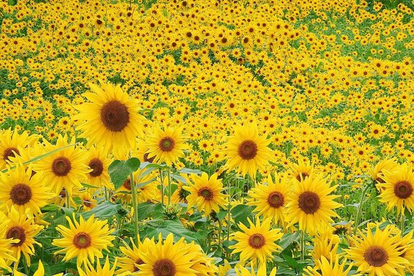 Un grande campo di girasoli in fiore