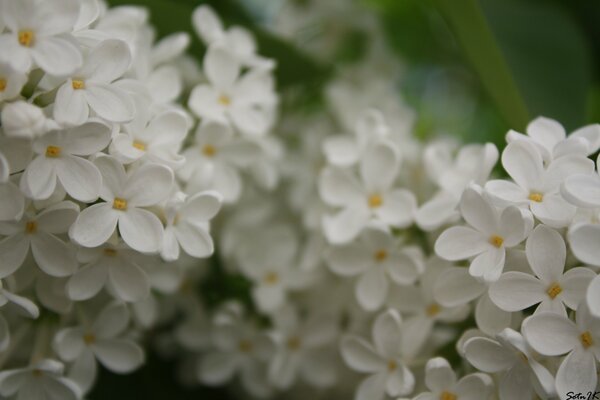 Il lillà bianco fiorisce in estate
