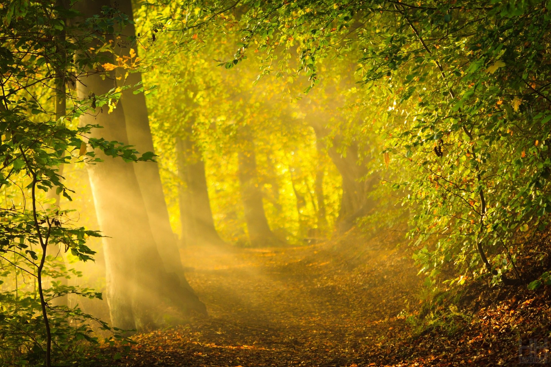 natura albero alberi foglie volantini foglie verde sole luminoso sfondo carta da parati widescreen a schermo intero widescreen widescreen