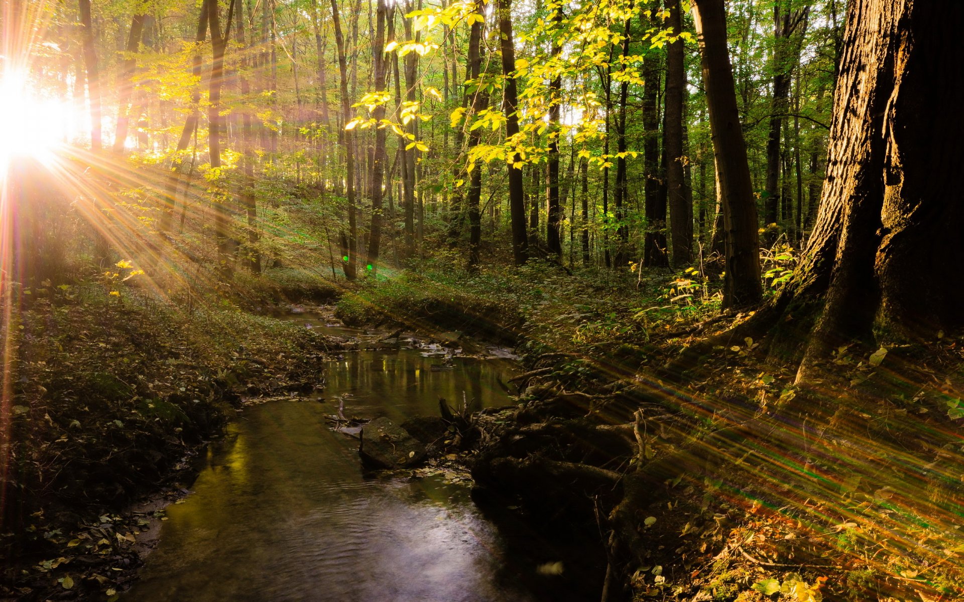 foresta alberi luce natura