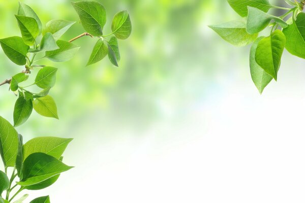 Sole primaverile su rami di lillà