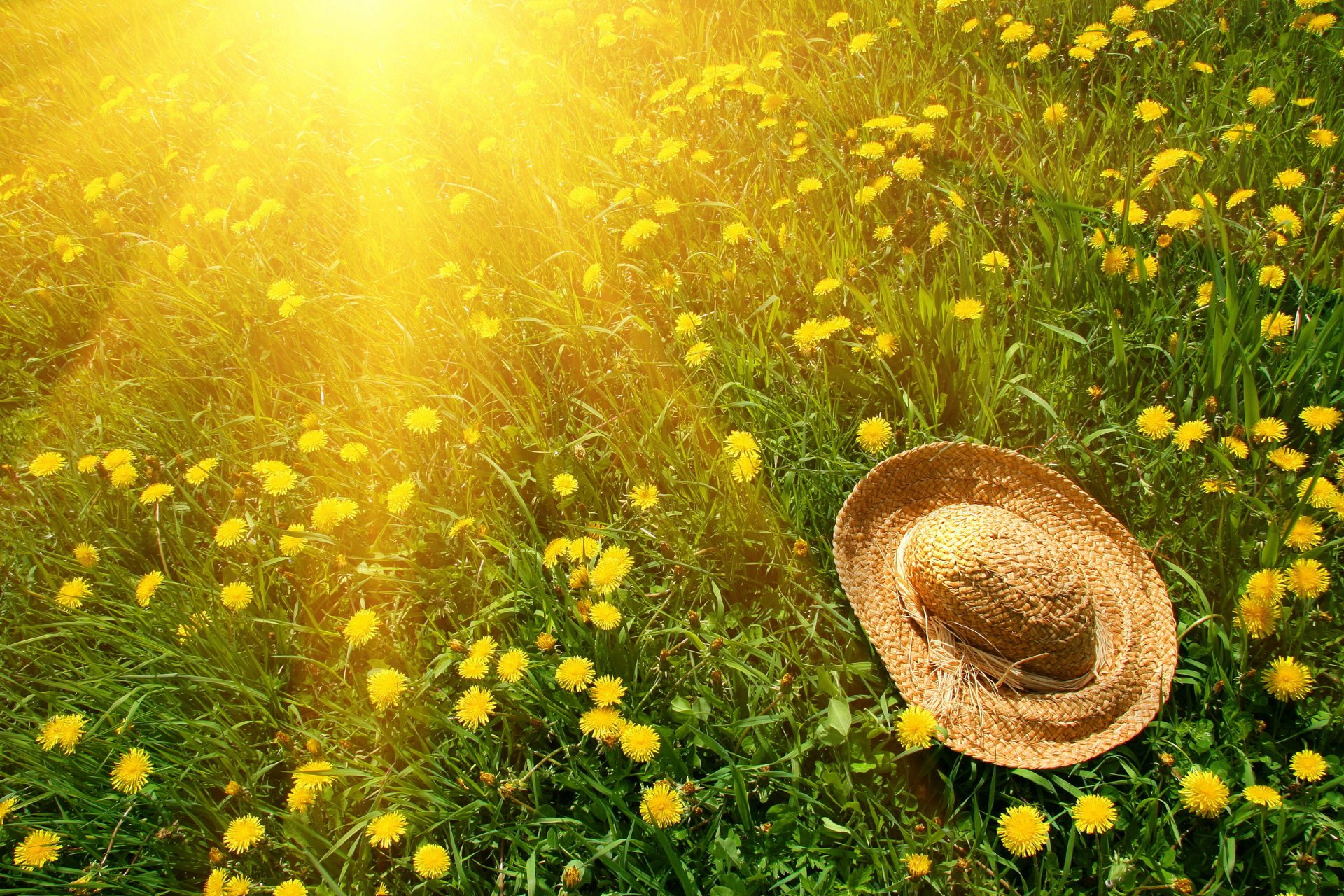natura sole erba verde fiori denti di leone giallo verde cappello