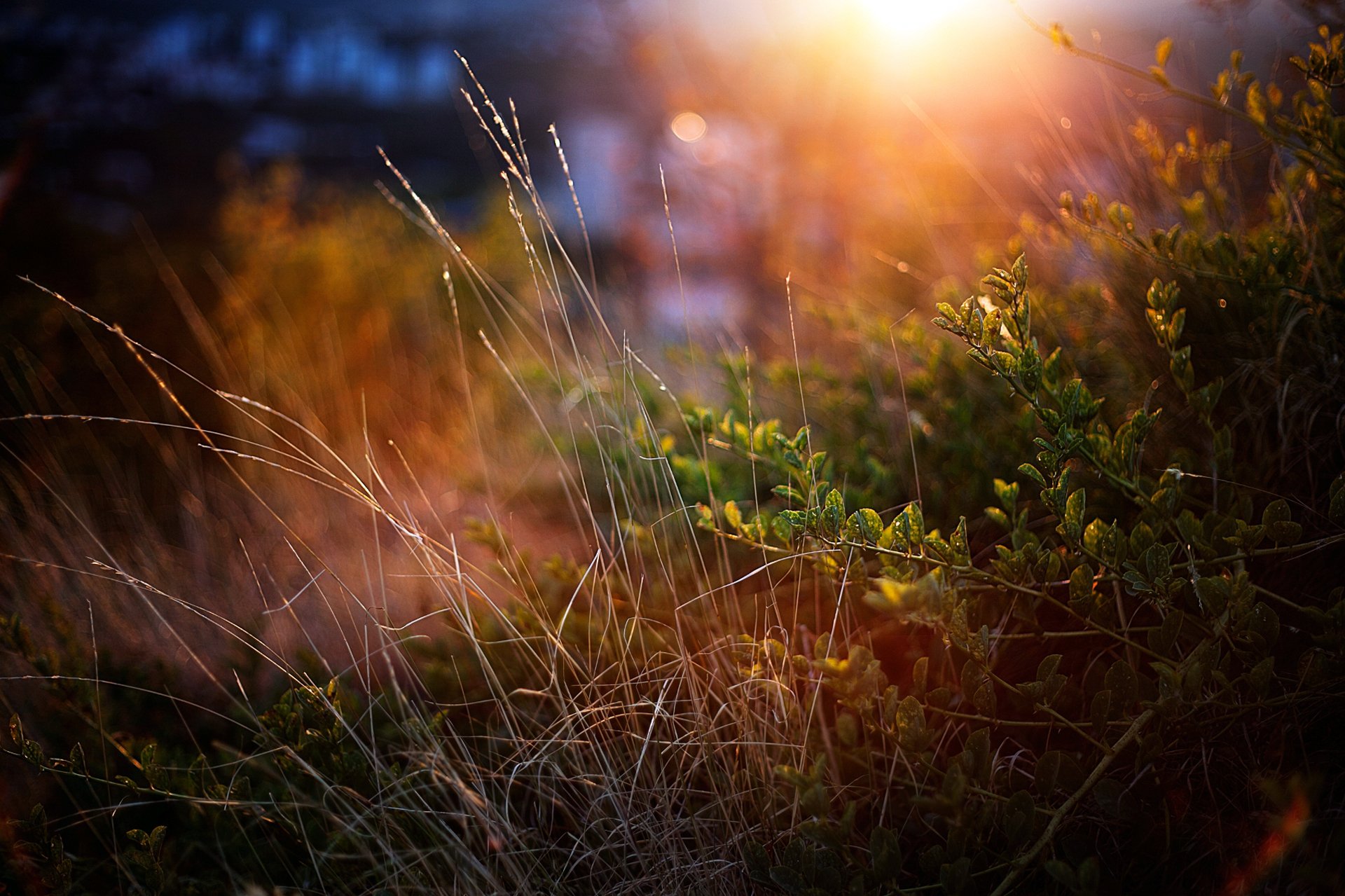 erba cespugli verde macro tramonto