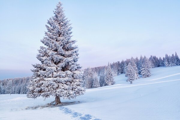 Abete rosso invernale in un campo