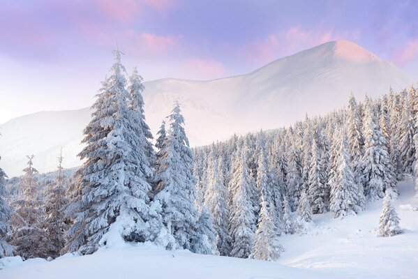 Pineta bianca in inverno
