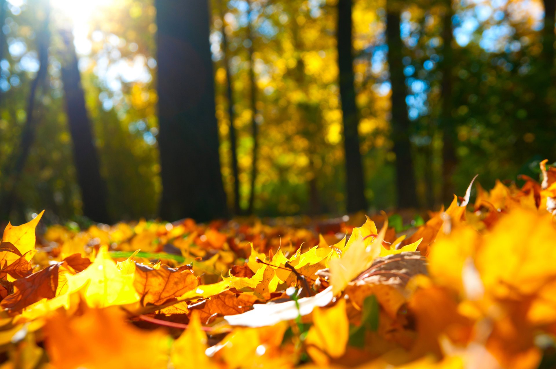 foglie autunno foresta alberi