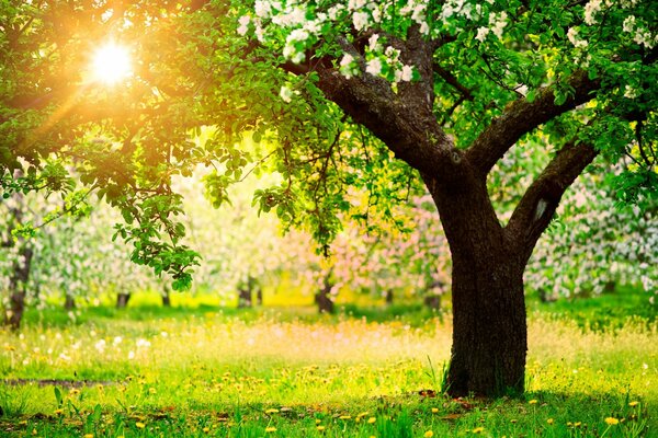Mattina di primavera con alberi di mele in fiore