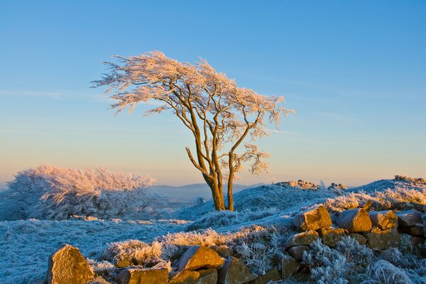 Sfondi natura invernale