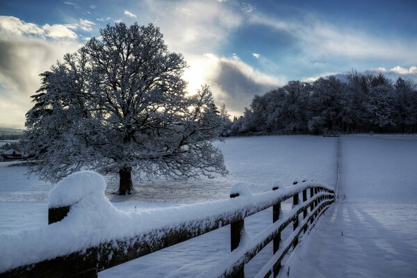 Sentiero innevato. Albero In brina