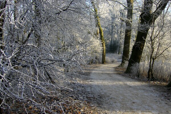 Il sentiero invernale nella foresta porta in lontananza