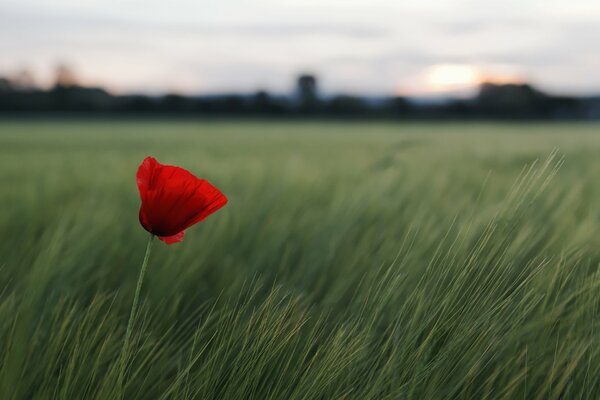Fiore rosso nel campo