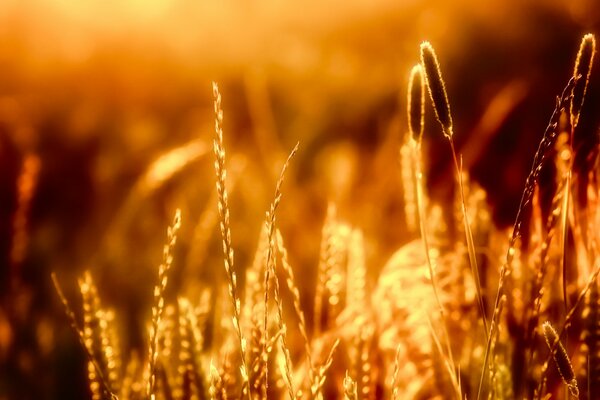 Spighette al tramonto. Erba sotto i raggi del sole in uscita
