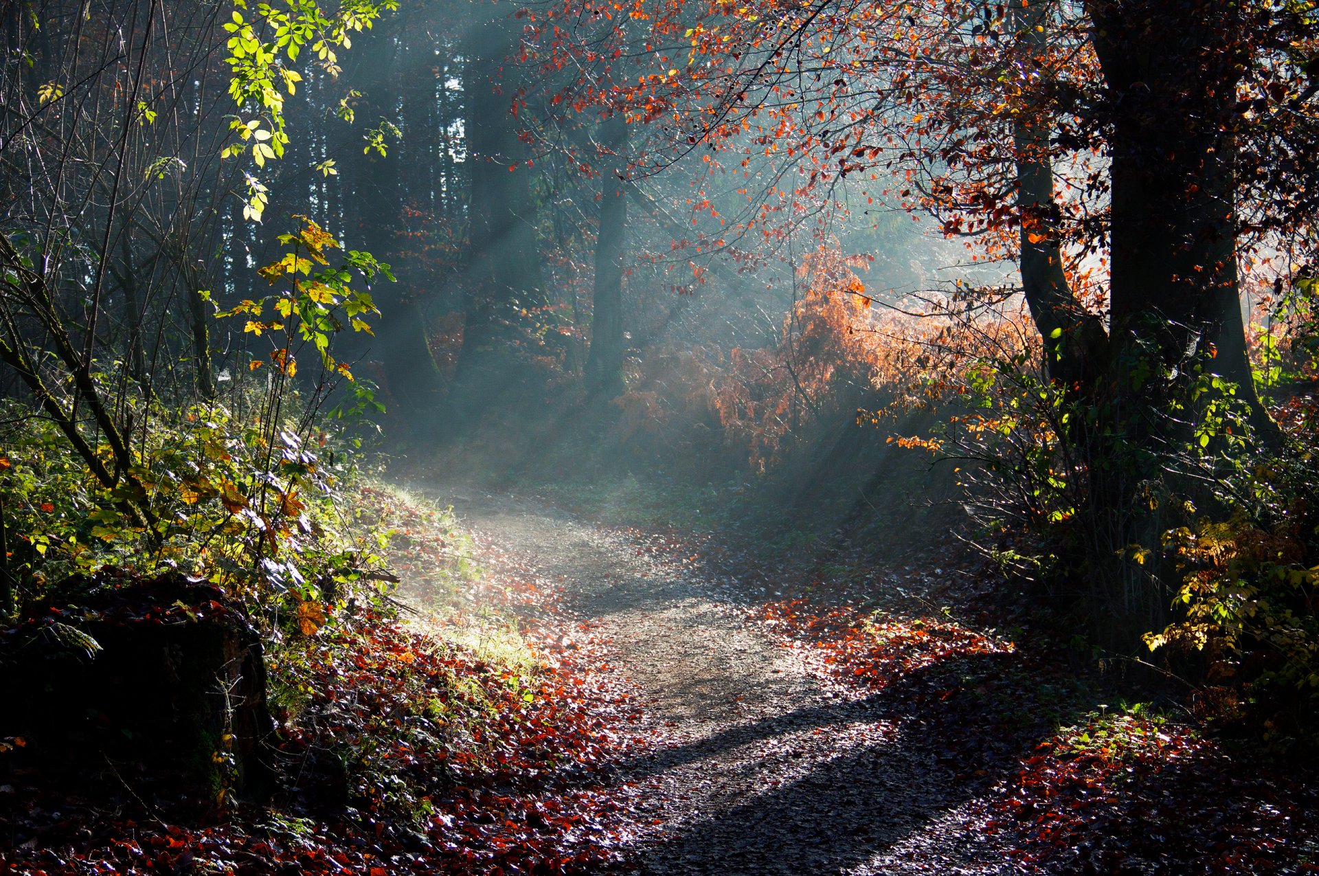 natura autunno alberi mattina luce raggi