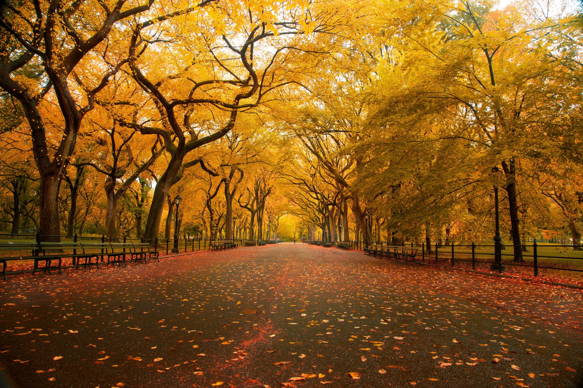 natura autunno parco
