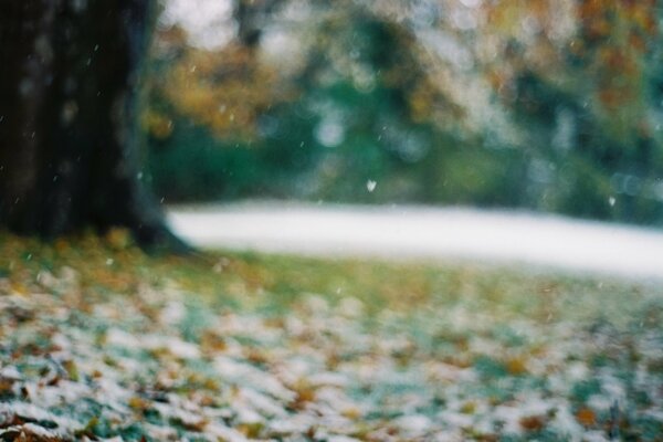 Fogliame sfocato, freddo e autunnale