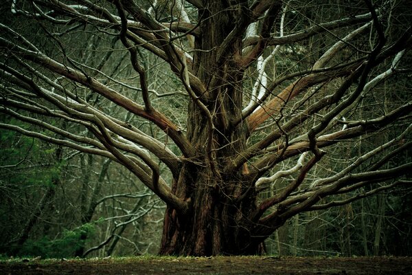 Grande albero con rami sparsi