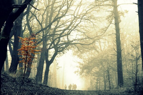 Mattina nebbiosa nella foresta in autunno