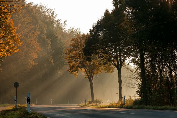 Luce del sole attraverso gli alberi autunnali lungo la strada