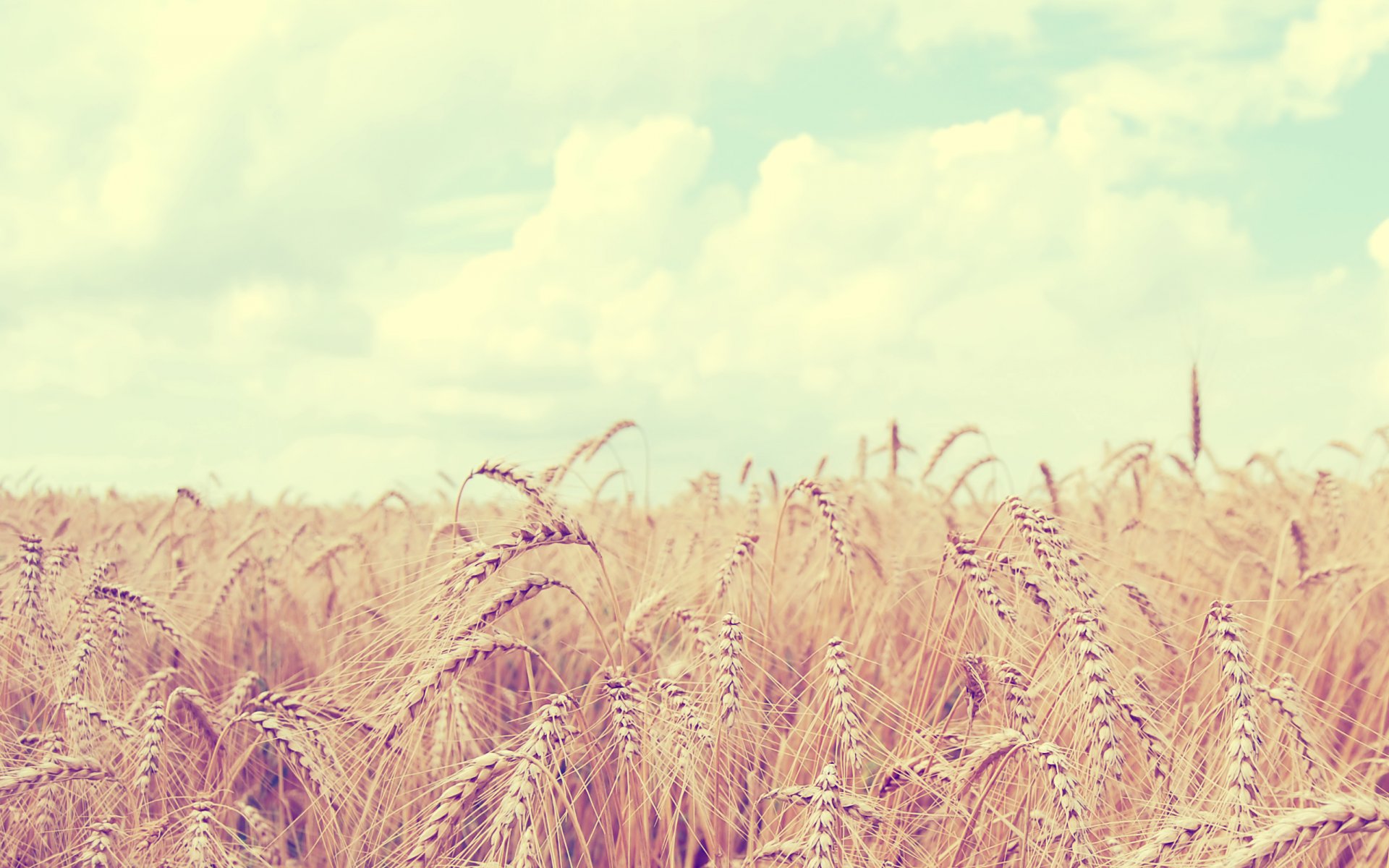 natura paesaggio campo grano spighe cielo nuvole punte 2560x1600