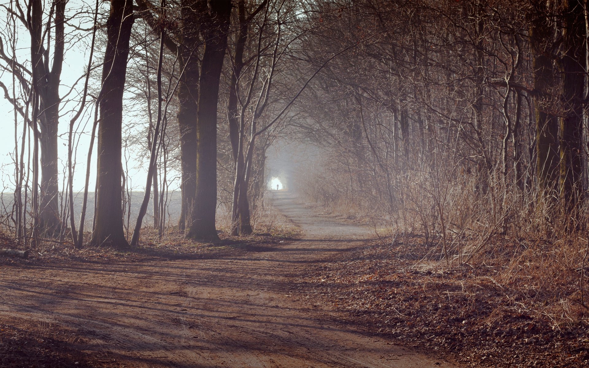 strada alberi piante foresta foglie autunno