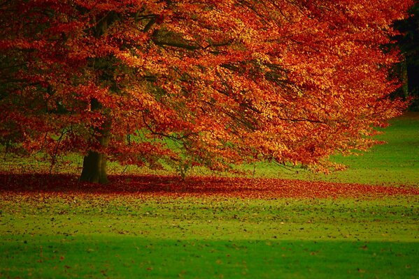 Fogliame autunnale dell albero cremisi