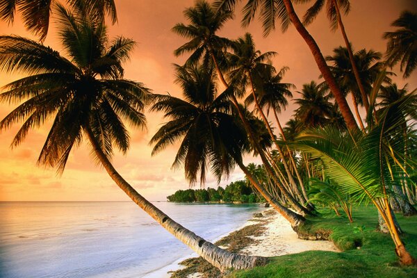 Tramonto su una spiaggia tropicale con palme