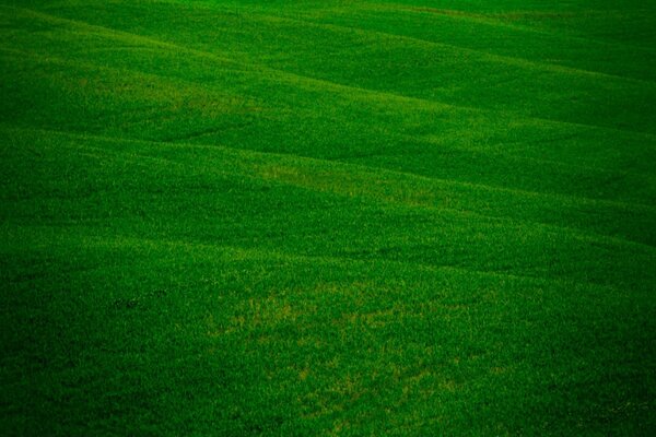 Erba verde su un enorme campo