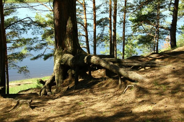 Grandi radici di alberi in una pineta