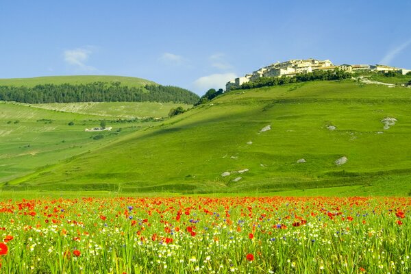 Verdi colline e campi D Italia con papaveri