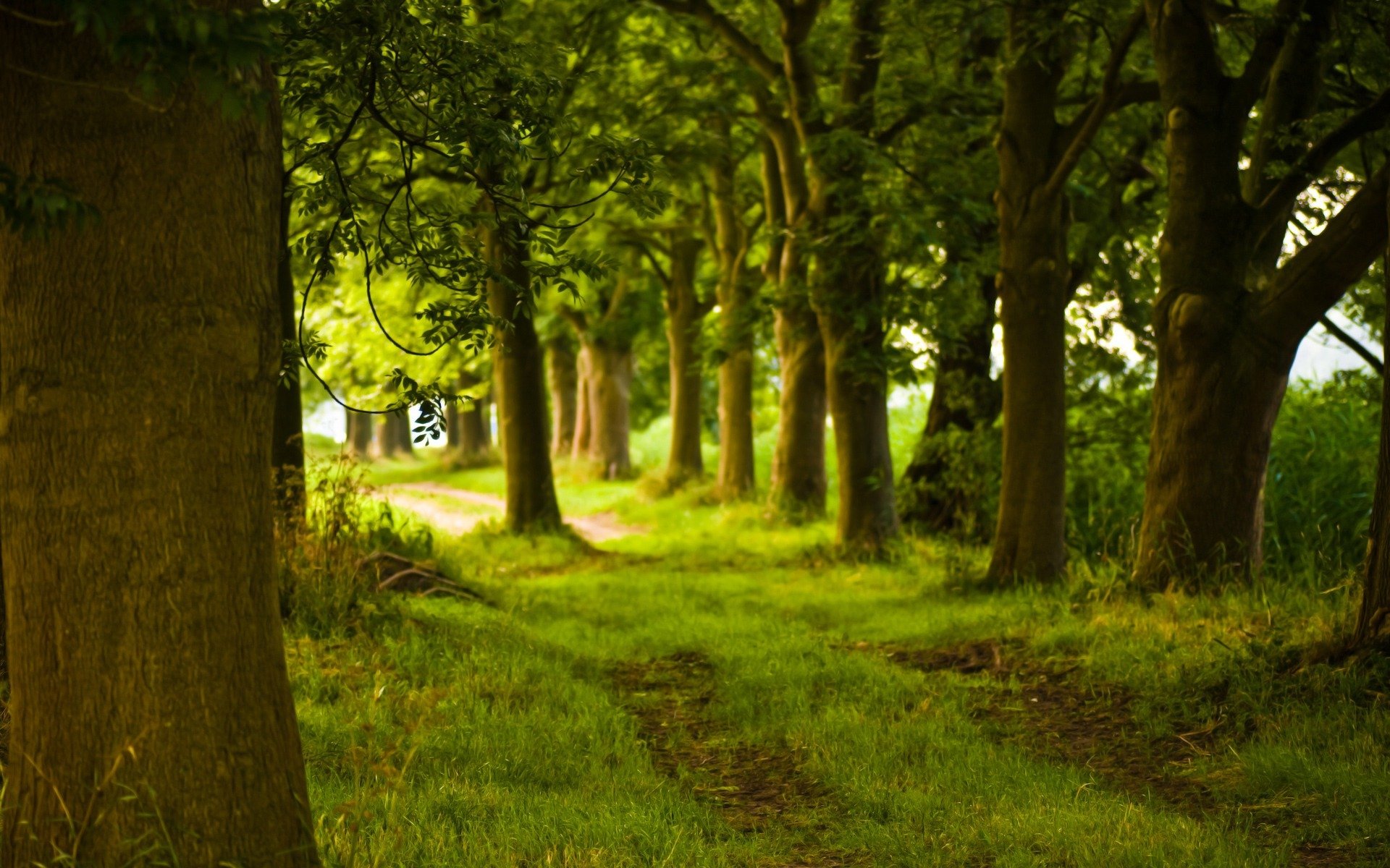 foresta sentiero alberi tronco natura